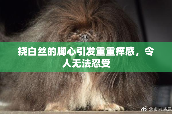 挠白丝的脚心引发重重痒感，令人无法忍受