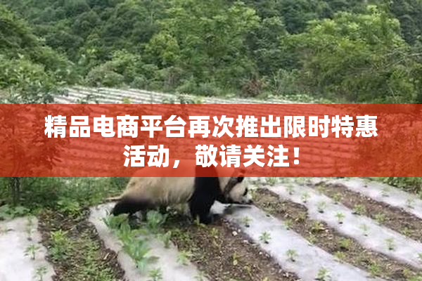 精品电商平台再次推出限时特惠活动，敬请关注！