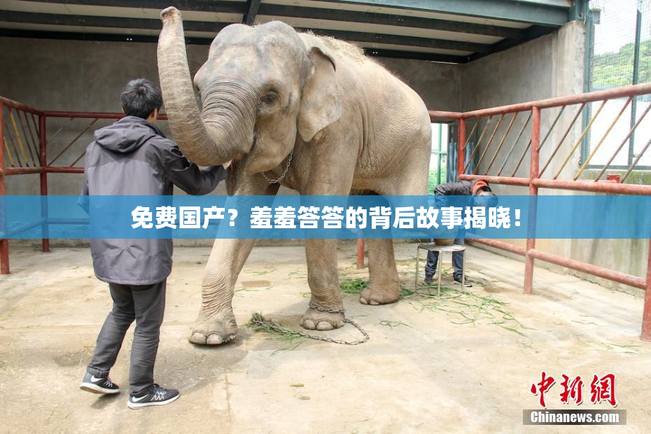 免费国产？羞羞答答的背后故事揭晓！