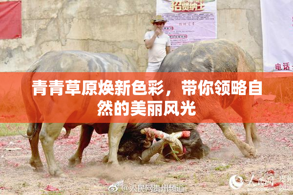 青青草原焕新色彩，带你领略自然的美丽风光