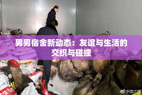 男男宿舍新动态：友谊与生活的交织与碰撞