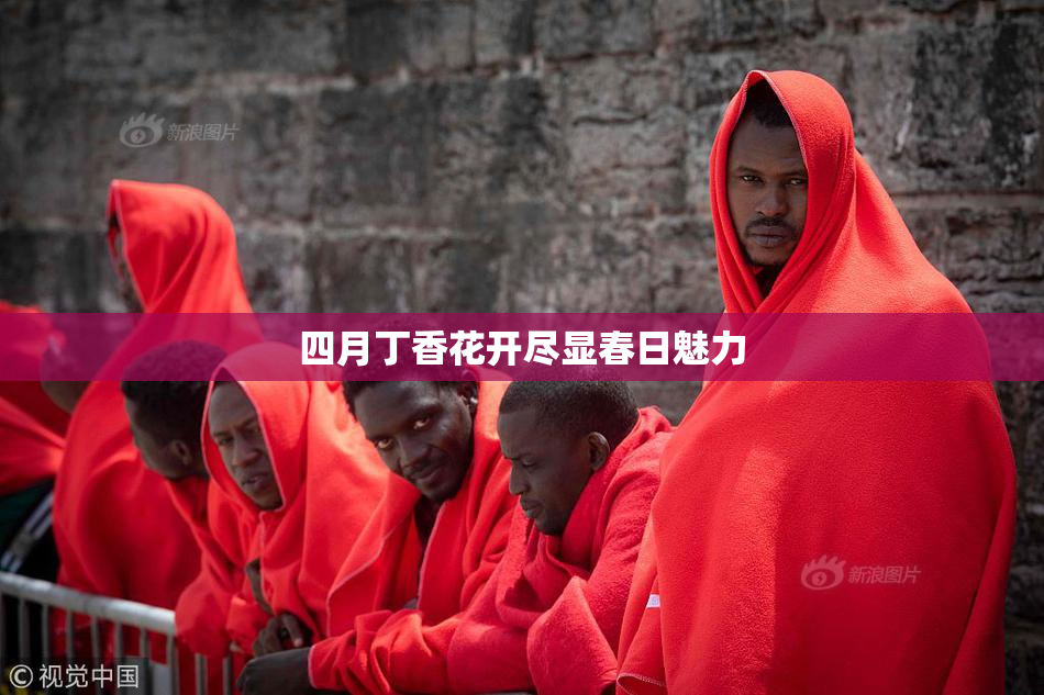 四月丁香花开尽显春日魅力