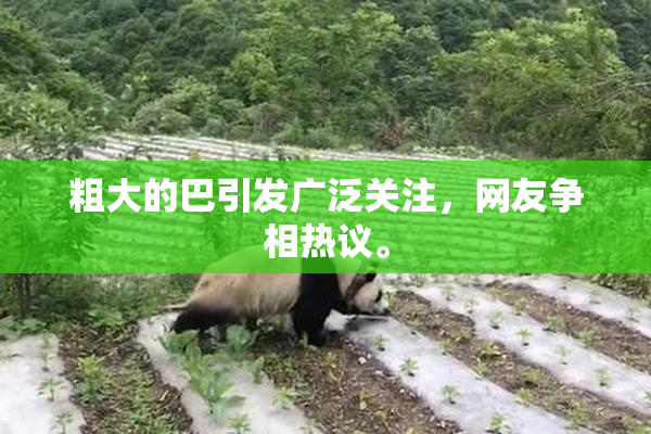 粗大的巴引发广泛关注，网友争相热议。
