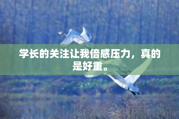 学长的关注让我倍感压力，真的是好重。
