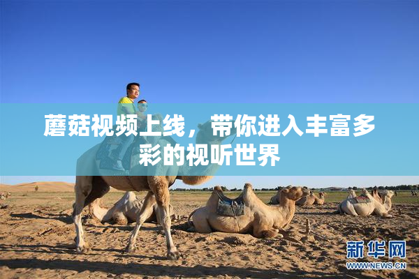 蘑菇视频上线，带你进入丰富多彩的视听世界