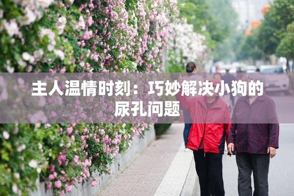 主人温情时刻：巧妙解决小狗的尿孔问题