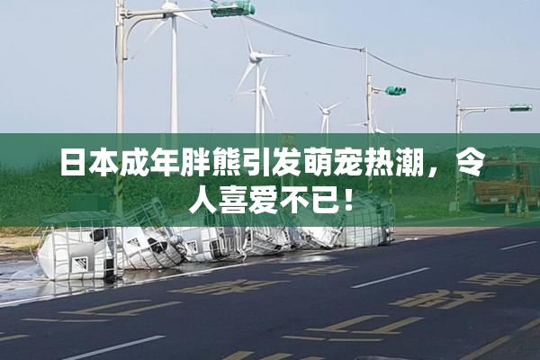 日本成年胖熊引发萌宠热潮，令人喜爱不已！