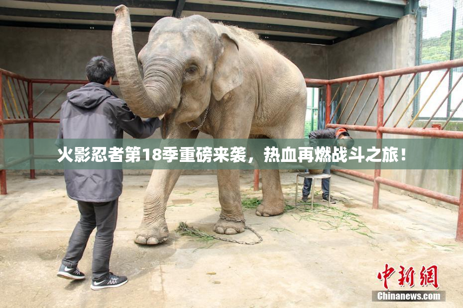 火影忍者第18季重磅来袭，热血再燃战斗之旅！