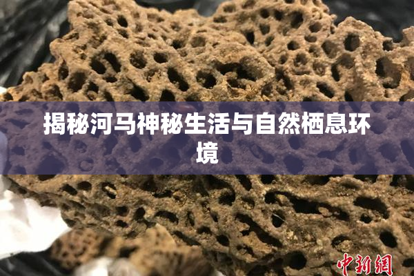 揭秘河马神秘生活与自然栖息环境