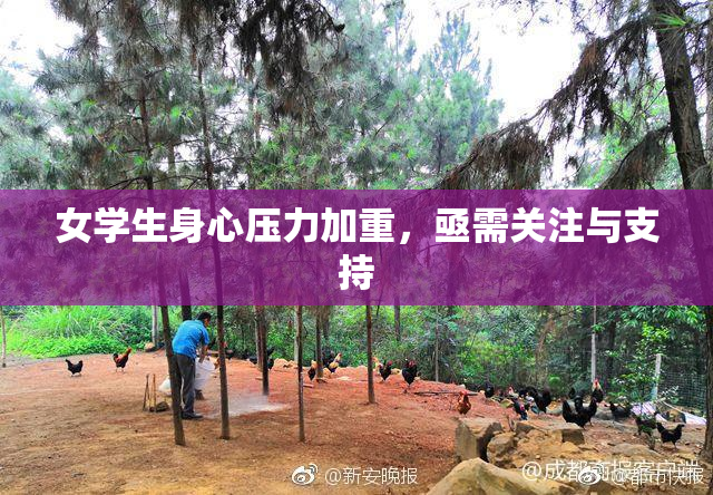 女学生身心压力加重，亟需关注与支持