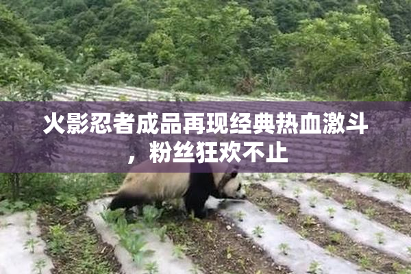 火影忍者成品再现经典热血激斗，粉丝狂欢不止