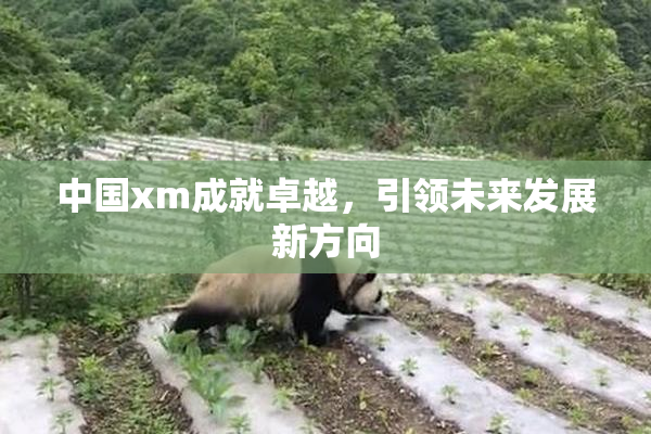 中国xm成就卓越，引领未来发展新方向