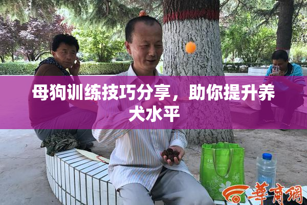 母狗训练技巧分享，助你提升养犬水平