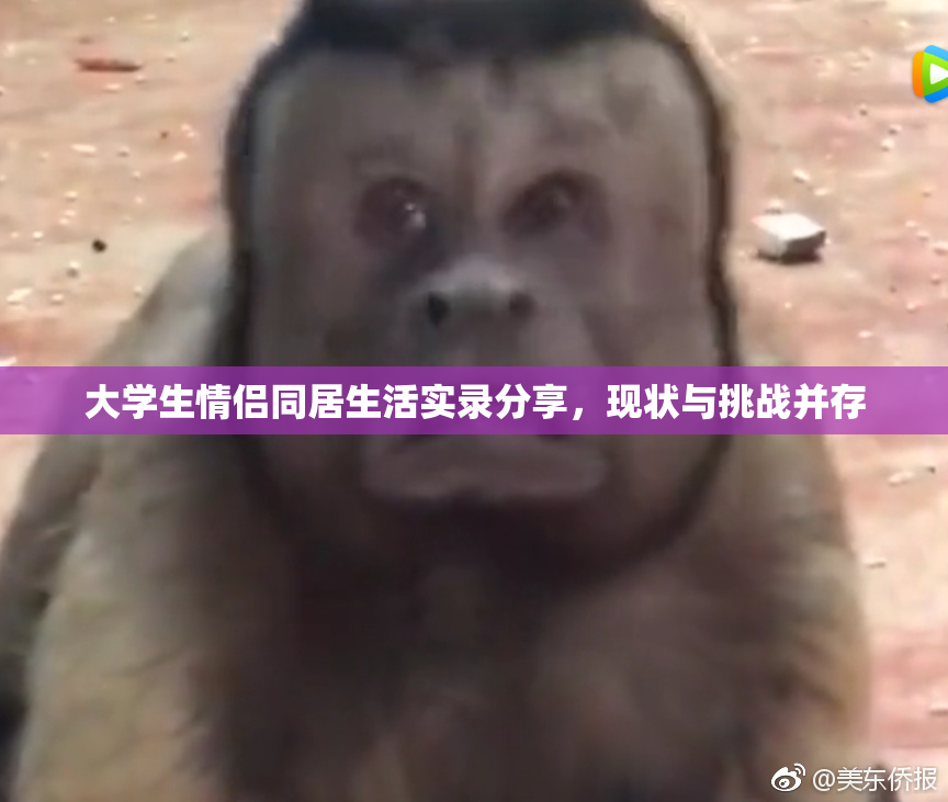 大学生情侣同居生活实录分享，现状与挑战并存
