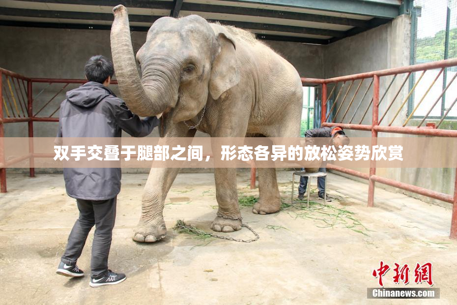 双手交叠于腿部之间，形态各异的放松姿势欣赏