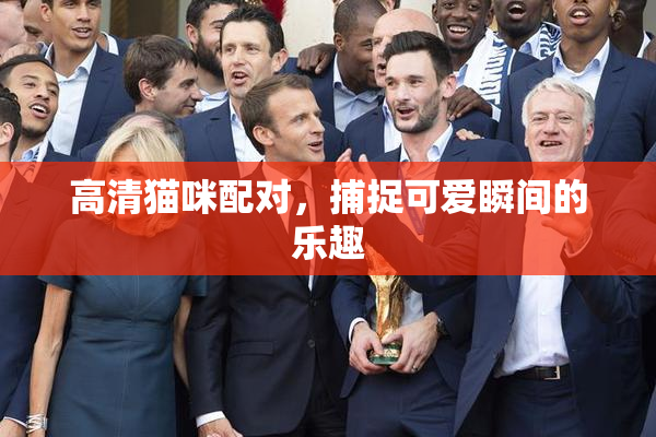 高清猫咪配对，捕捉可爱瞬间的乐趣