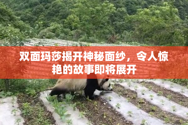 双面玛莎揭开神秘面纱，令人惊艳的故事即将展开