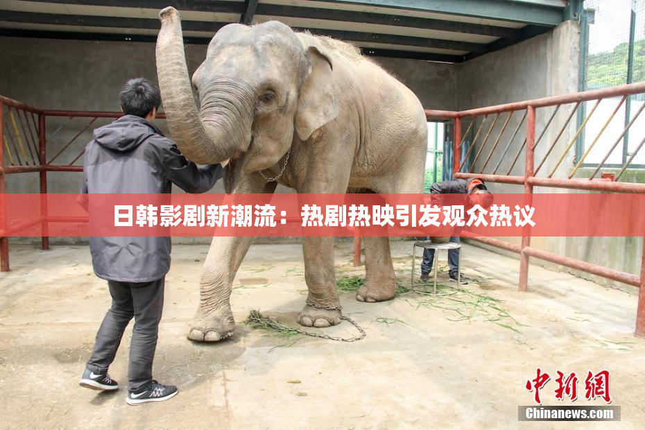 日韩影剧新潮流：热剧热映引发观众热议