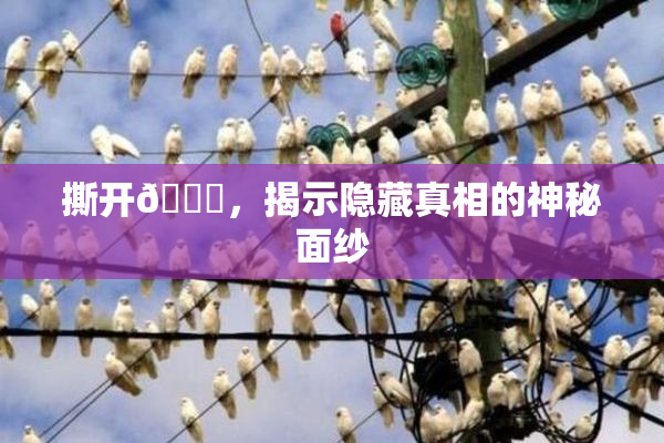 撕开👙，揭示隐藏真相的神秘面纱