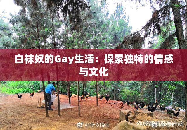 白袜奴的Gay生活：探索独特的情感与文化