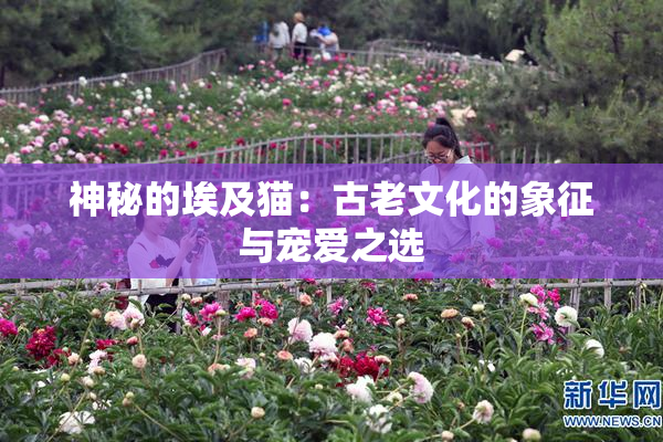 神秘的埃及猫：古老文化的象征与宠爱之选