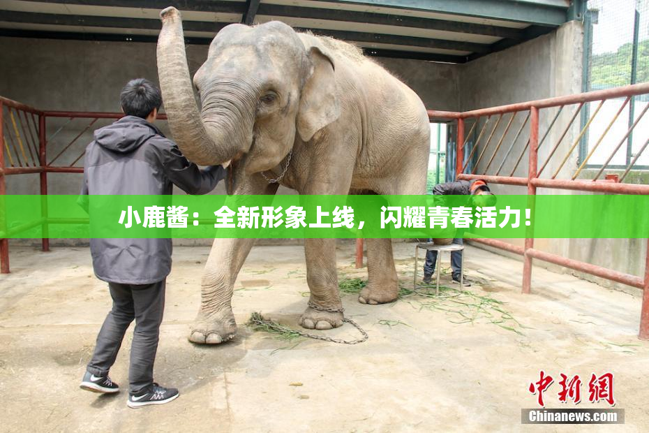 小鹿酱：全新形象上线，闪耀青春活力！