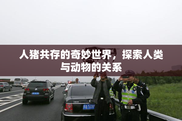 人猪共存的奇妙世界，探索人类与动物的关系