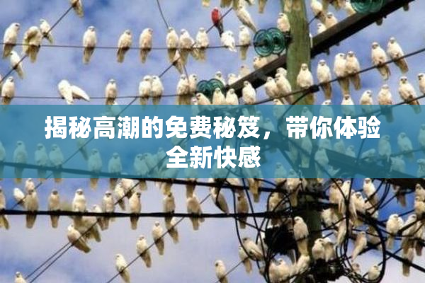 揭秘高潮的免费秘笈，带你体验全新快感