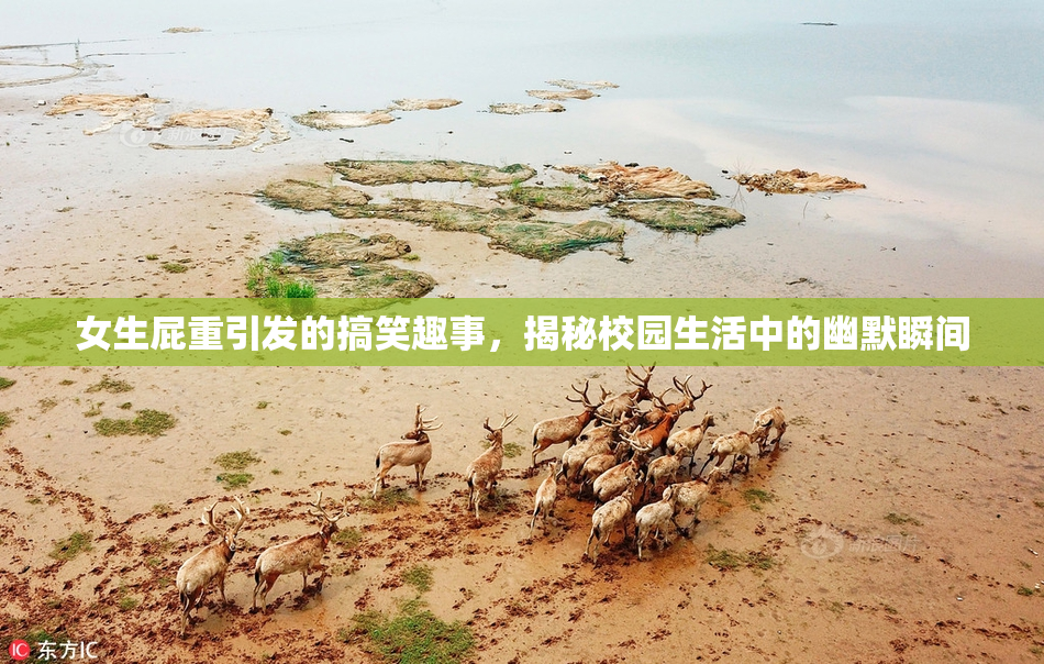 女生屁重引发的搞笑趣事，揭秘校园生活中的幽默瞬间