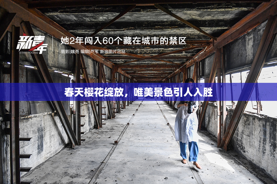 春天樱花绽放，唯美景色引人入胜