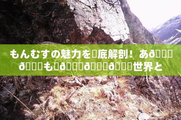 もんむすの魅力を徹底解剖！あ🍑👅も虜🎆🍑🌃世界とは？