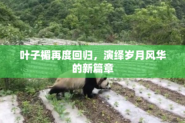 叶子楣再度回归，演绎岁月风华的新篇章