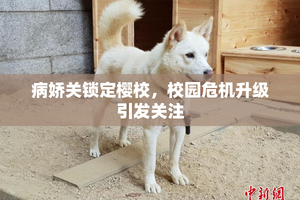 病娇关锁定樱校，校园危机升级引发关注
