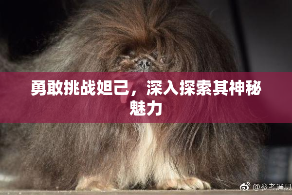 勇敢挑战妲己，深入探索其神秘魅力