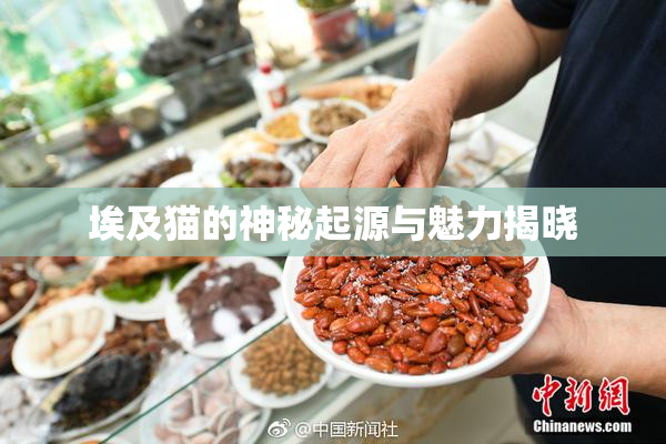 埃及猫的神秘起源与魅力揭晓