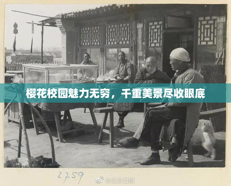 樱花校园魅力无穷，千重美景尽收眼底