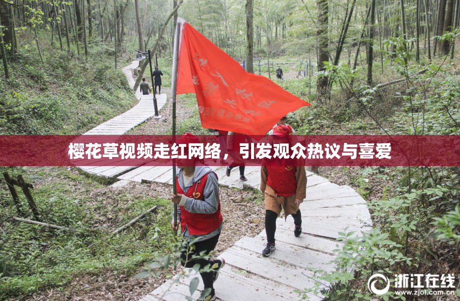 樱花草视频走红网络，引发观众热议与喜爱
