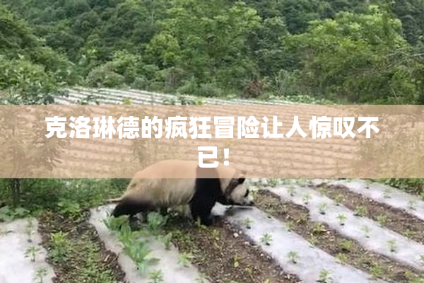 克洛琳德的疯狂冒险让人惊叹不已！