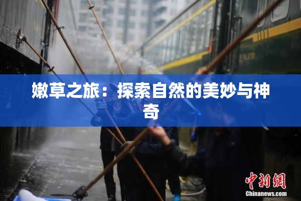 嫩草之旅：探索自然的美妙与神奇