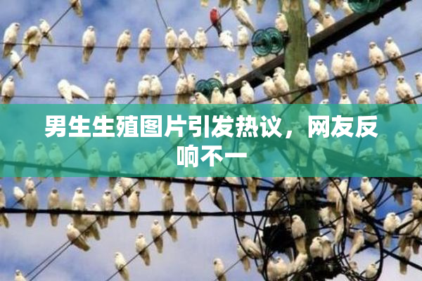 男生生殖图片引发热议，网友反响不一