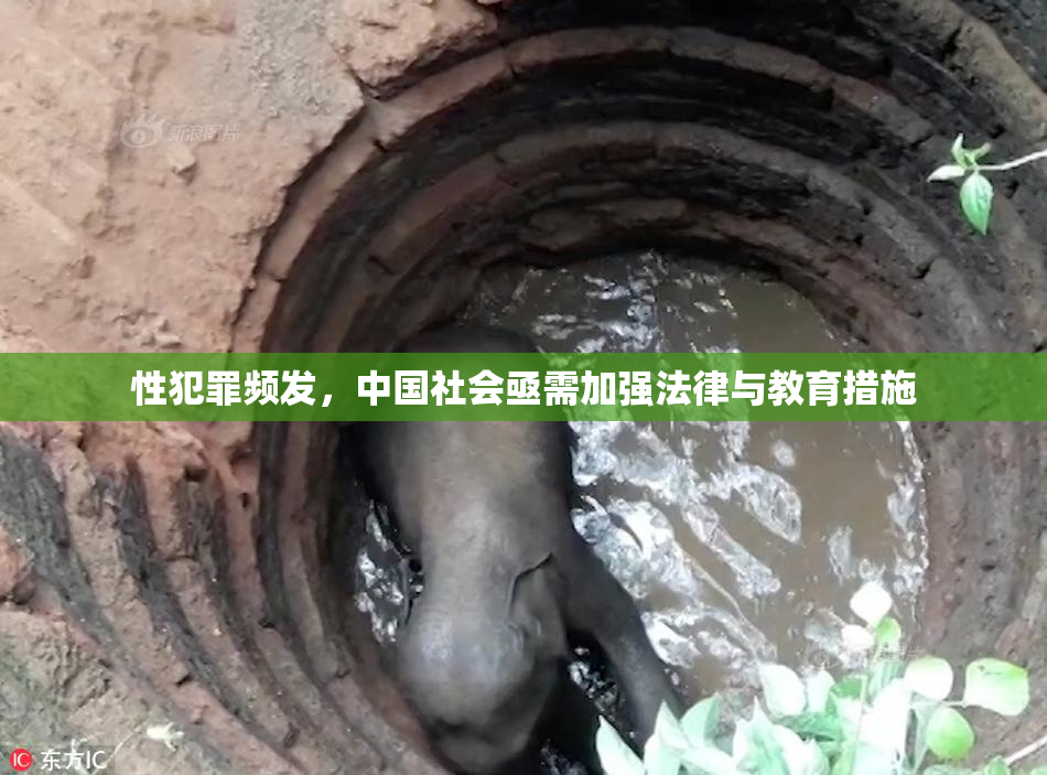 性犯罪频发，中国社会亟需加强法律与教育措施