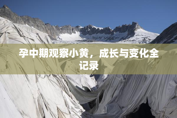 孕中期观察小黄，成长与变化全记录