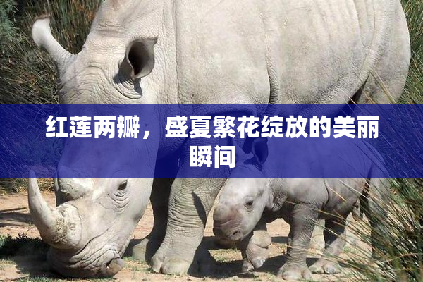 红莲两瓣，盛夏繁花绽放的美丽瞬间
