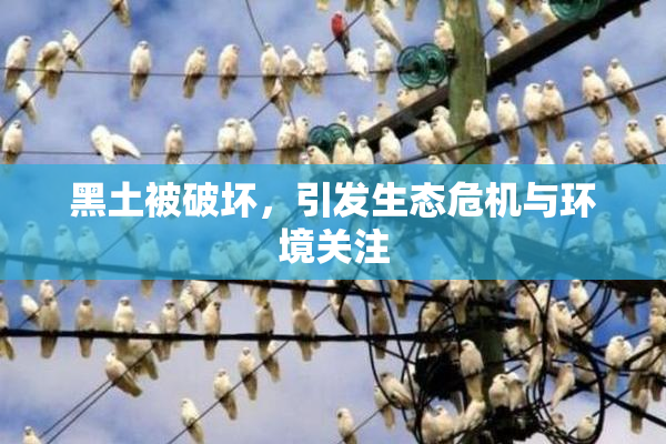 黑土被破坏，引发生态危机与环境关注