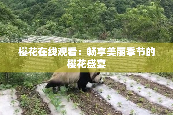 樱花在线观看：畅享美丽季节的樱花盛宴