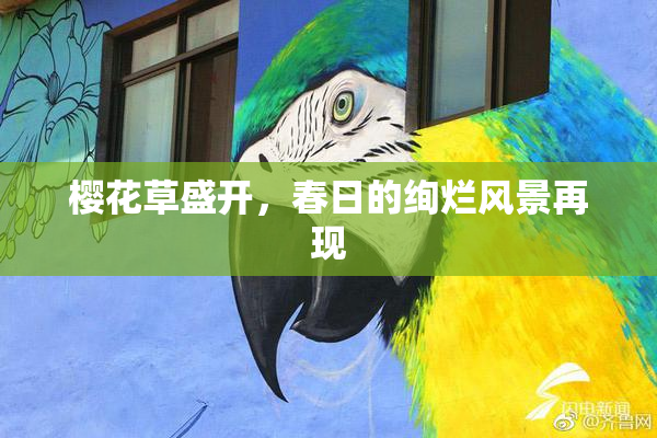 樱花草盛开，春日的绚烂风景再现