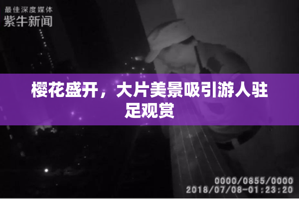 樱花盛开，大片美景吸引游人驻足观赏
