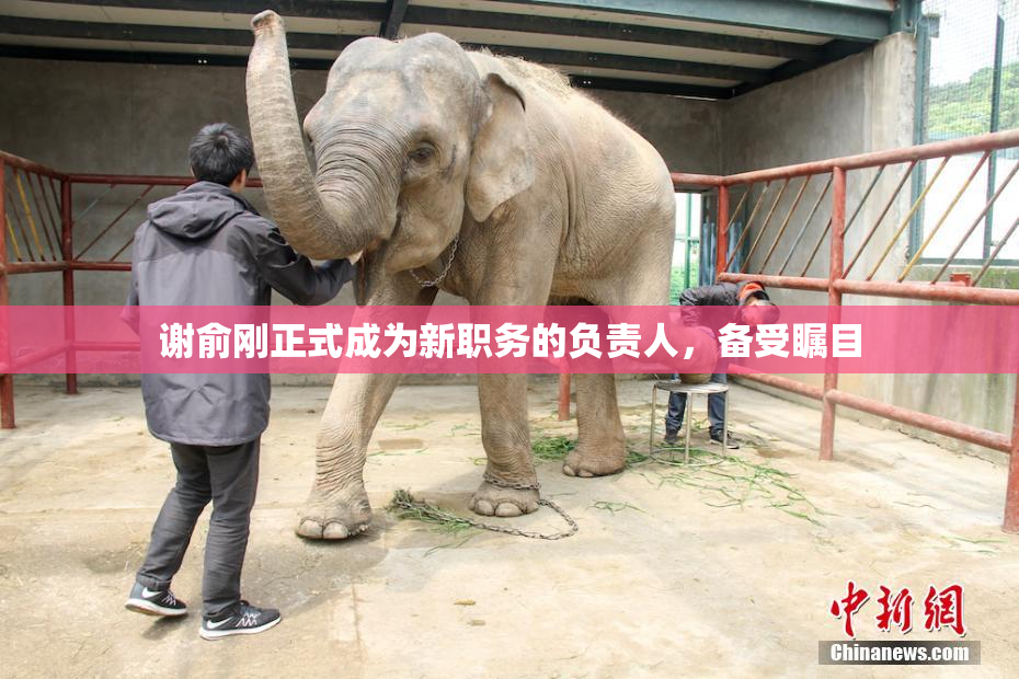 谢俞刚正式成为新职务的负责人，备受瞩目