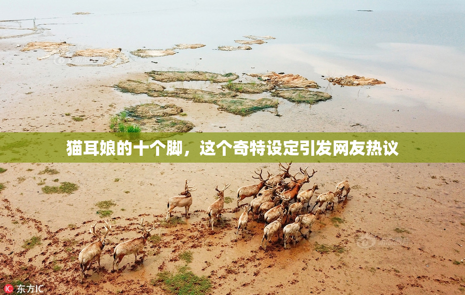 猫耳娘的十个脚，这个奇特设定引发网友热议