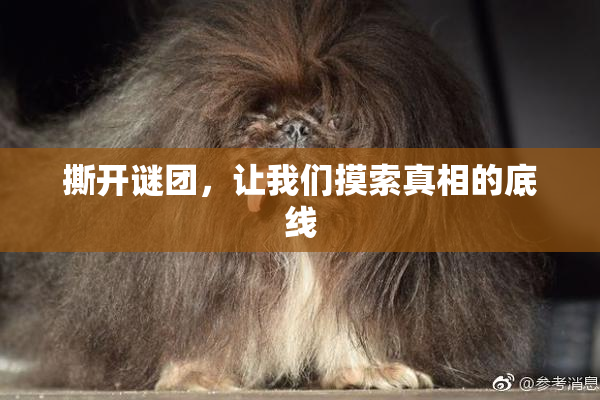 撕开谜团，让我们摸索真相的底线